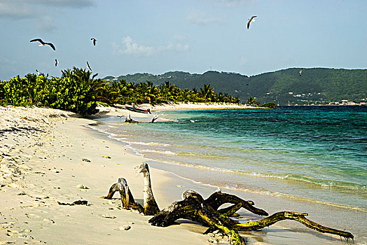 海滩,自然保护区,沙,岛屿,西印度群岛