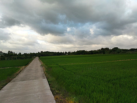 乡间小路,田园风光