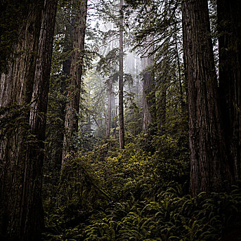 雾气,树林