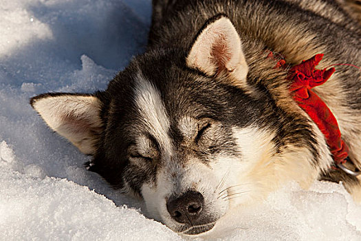 肖像,雪橇狗,休息,睡觉,雪,太阳,阿拉斯加,哈士奇犬,育空地区,加拿大