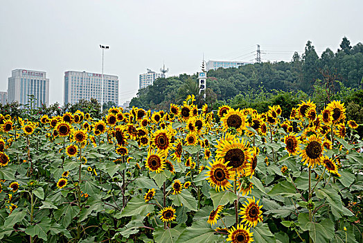 向日葵,向阳花