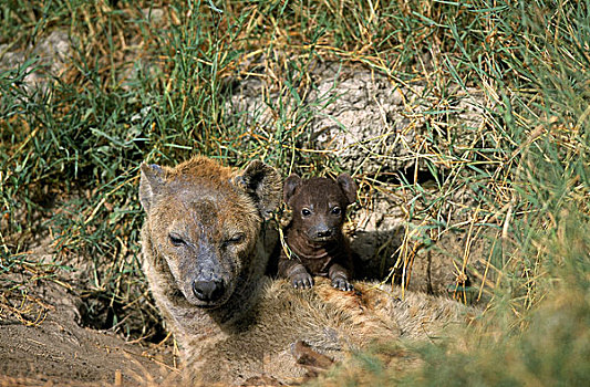 斑鬣狗,雌性,幼兽,肯尼亚