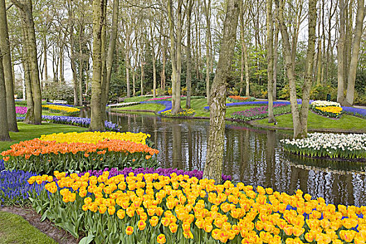 彩色,花坛,自来水,公园,库肯霍夫公园,荷兰,欧洲