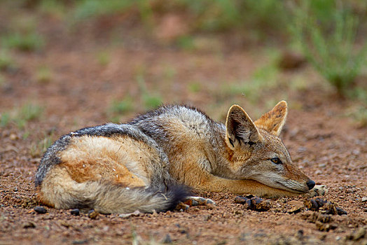 黑背狐狼,黑背豺,成年,休息,卧,国家公园,禁猎区,南非,非洲