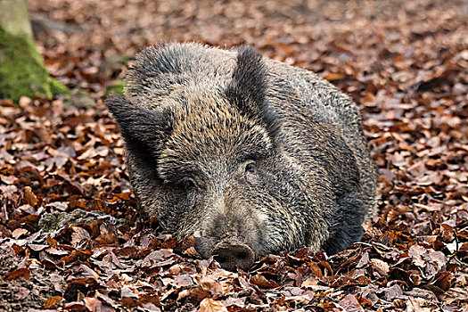 野猪,卧,秋叶,莱茵兰普法尔茨州,德国,欧洲