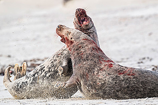 灰海豹,争斗,雄性动物,赫尔戈兰岛,石荷州,德国,欧洲