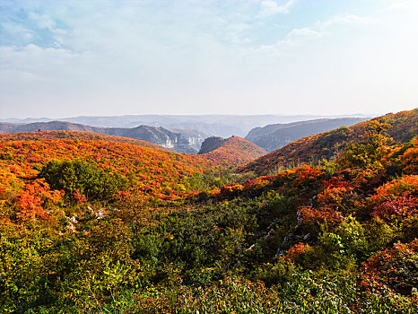 靳家岭秋色