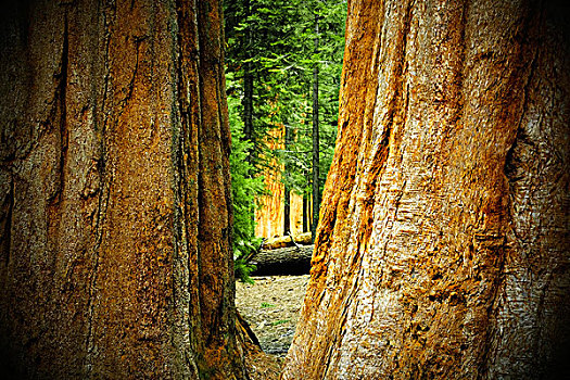 风景,树林,两个,大,美洲杉,树干,北加州,美国