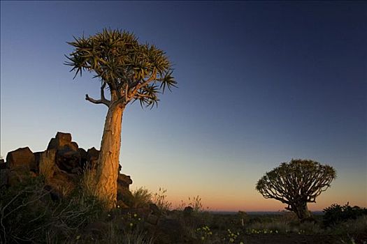 抖树,二歧芦荟,阳光,基特曼斯胡普,纳米比亚,非洲