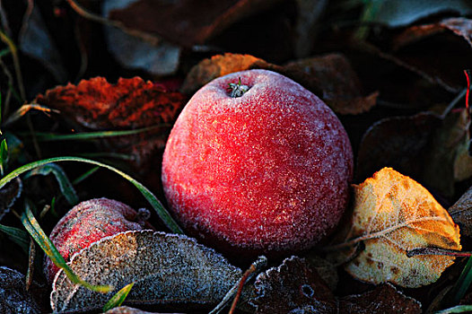 霜,红苹果