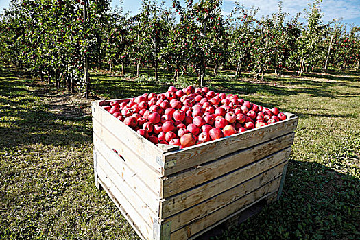 苹果园,盒子,新鲜,红苹果
