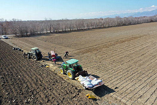 新疆双河播种春小麦
