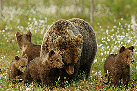 褐色,熊,幼兽,卡瑞里亚,芬兰,欧洲
