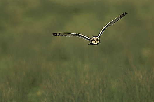 猫头鹰,成年,飞行,猎捕,上方,沿岸,湿地,诺福克,英格兰,英国,欧洲