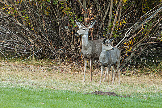 长耳鹿,母鹿,一岁,草坪,莫诺县,公园