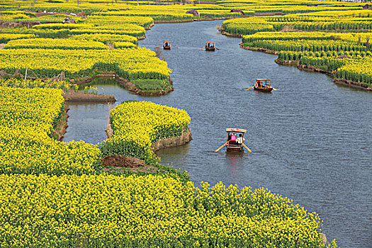 兴化,油菜花,乡村,观光,农业,种,0060