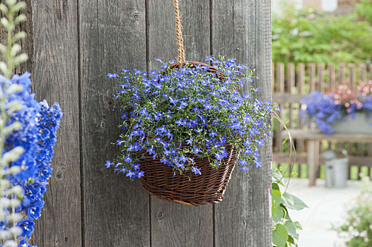 篮子,山梗莱属植物,深蓝,挂篮
