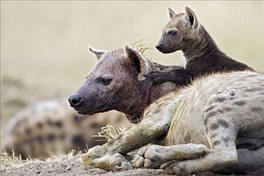 斑鬣狗,11星期大,老,幼兽,坐,母兽,马赛马拉国家保护区,肯尼亚