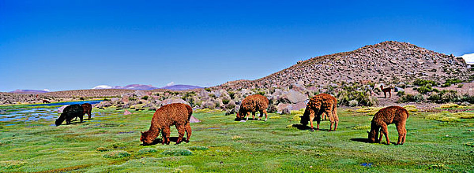 羊驼,高原,安迪斯山脉,南美,放牧,草场,湿地,拉乌卡国家公园,智利