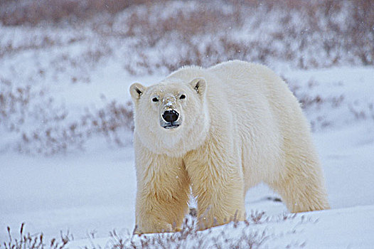 北极熊,苔原,丘吉尔市,曼尼托巴,加拿大