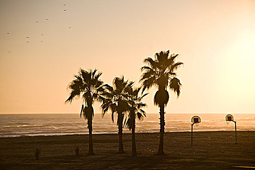 棕榈树,海滩,西班牙