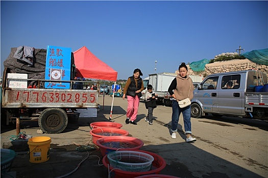 山东省日照市,数百只海鸥翔集渔码头,假日里市民买海鲜赏海景相得益彰