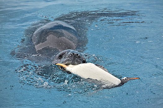 海豹,巴布亚企鹅,嘴,南极