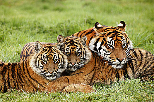 苏门答腊虎,雌性,幼兽