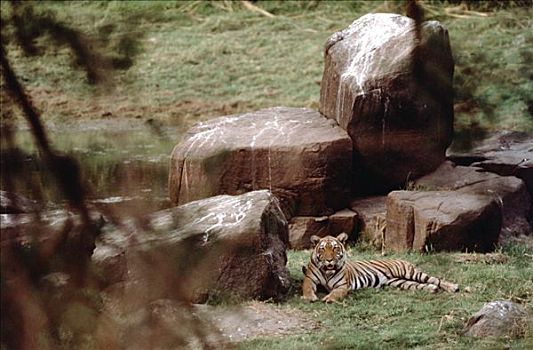 孟加拉虎,虎,休息,旁侧,石头,印度