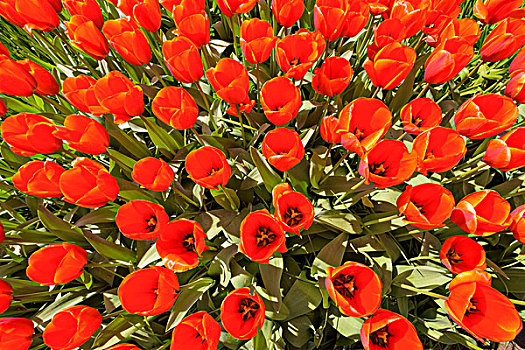 活力,红色,郁金香,盛开,春天,库肯霍夫花园,荷兰南部,荷兰