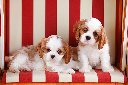 查尔斯王犬,两个,小狗,布伦海姆,8星期大,红色,白色,条纹,藤条沙滩椅