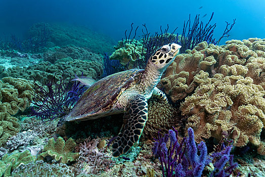 玳瑁,海龟,珊瑚礁,红海,鞭子,珊瑚,岛屿,自然保护区