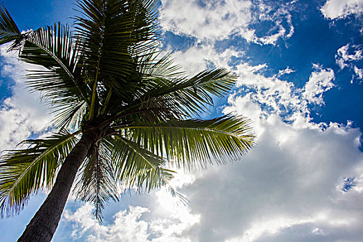 椰树蓝天白云图片