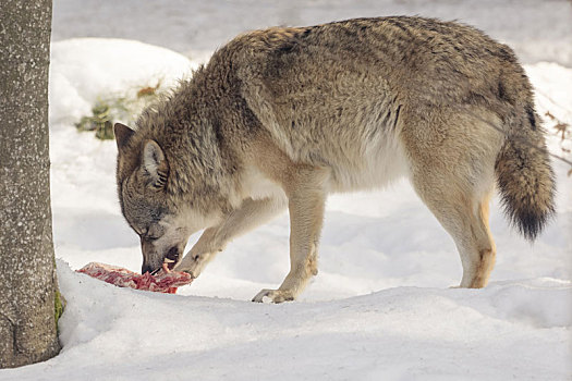 狼,吃,肉,雪地