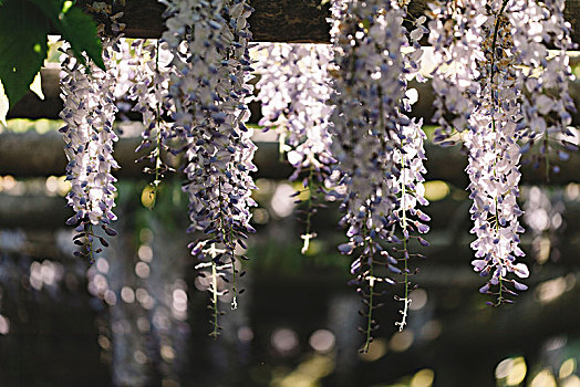 紫藤,盛开,植物园