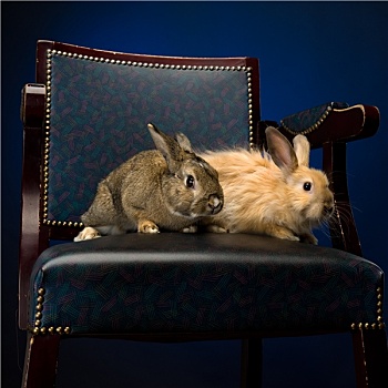 兔子,椅子