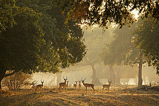 群,黑斑羚,国家公园,津巴布韦