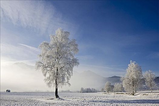 霜冻,山毛榉树,巴伐利亚,上巴伐利亚,德国,欧洲