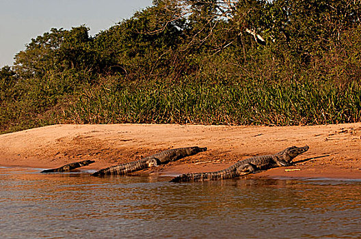 两个,成年,一个,幼小,鳄鱼,向上,海滩,潘塔纳尔,巴西