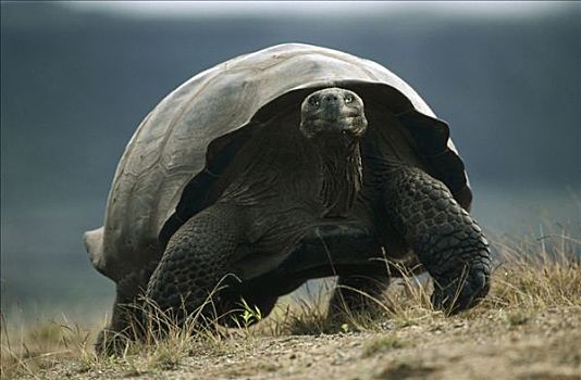加拉帕戈斯巨龟,加拉帕戈斯象龟,微笑,走,摄影,阿尔斯多火山,伊莎贝拉岛,加拉帕戈斯群岛,厄瓜多尔