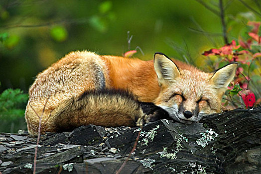 红狐,狐属,睡觉,波蒂奇,国家纪念建筑,苏必利尔湖,明尼苏达
