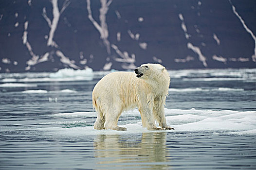 成年,北极熊,站立,浮冰,西北地区,海岸,斯瓦尔巴群岛,挪威,夏天