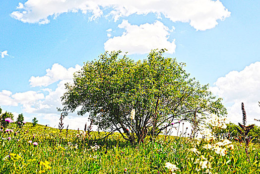 草原,乌兰布统
