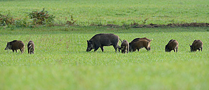 野猪,进食,草地,森林,北莱茵威斯特伐利亚,德国,欧洲