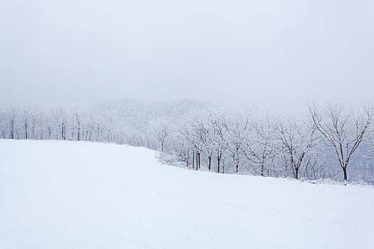 白覆盖雪的麦田与雾凇