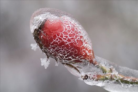 野玫瑰果,蔷薇果,遮盖,粗厚,冰,下奥地利州