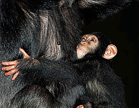 黑猩猩,类人猿,年轻