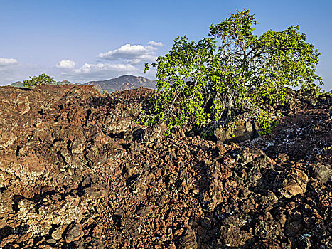 肯尼亚,西察沃国家公园,火山,熔岩流,火山口,只有