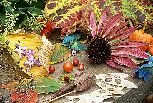 秋天,静物,花,叶子,种子,头部