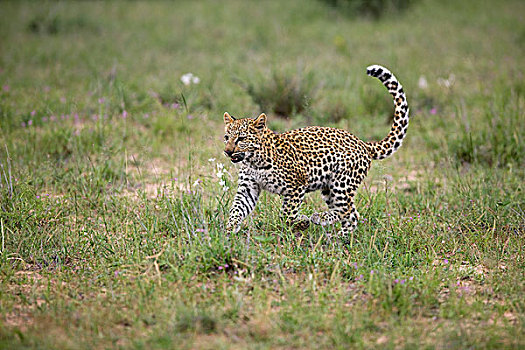豹,4个月,老,幼兽,跑,大草原,纳米比亚